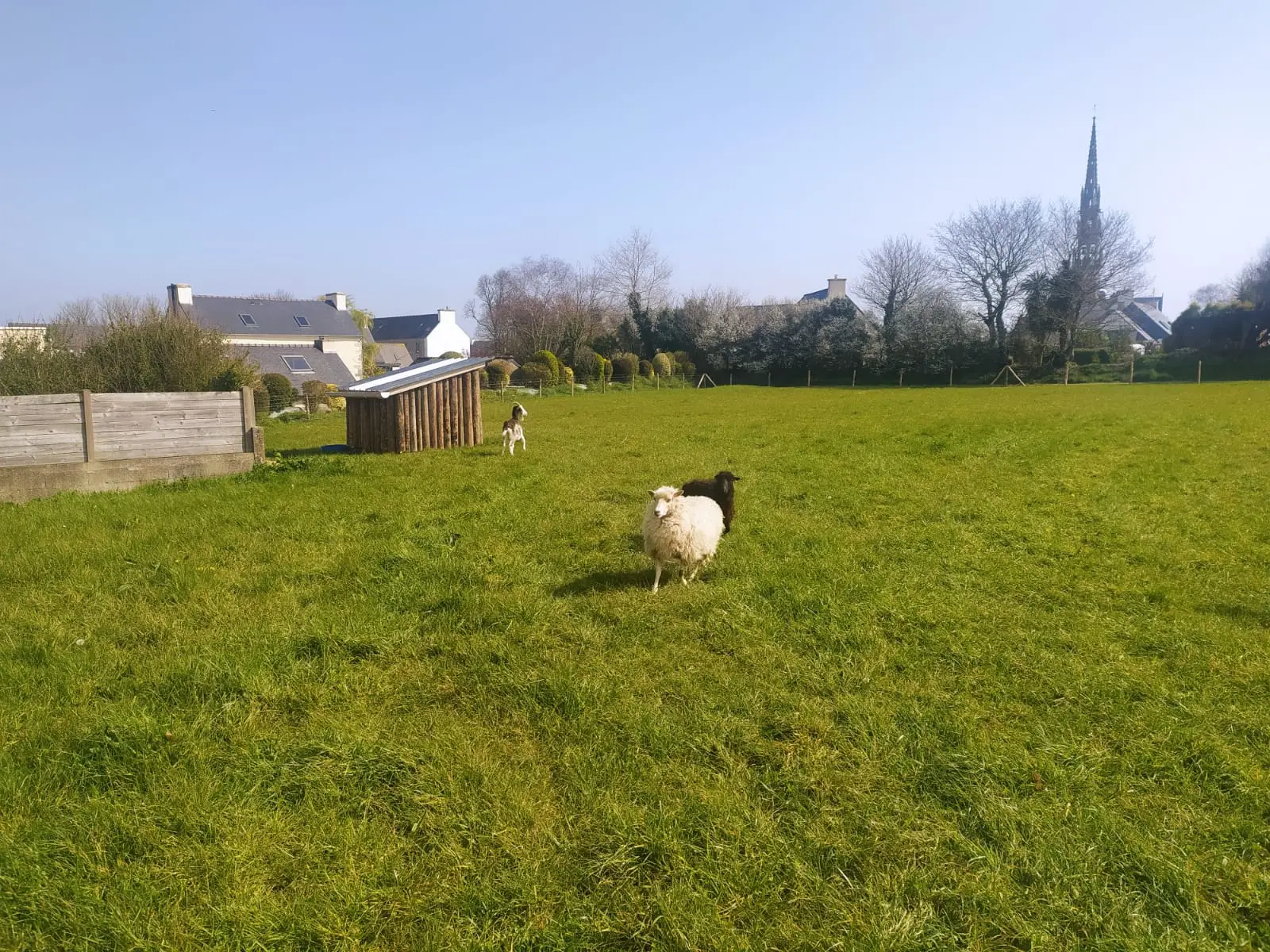 Parc à moutons - PLOUDANIEL