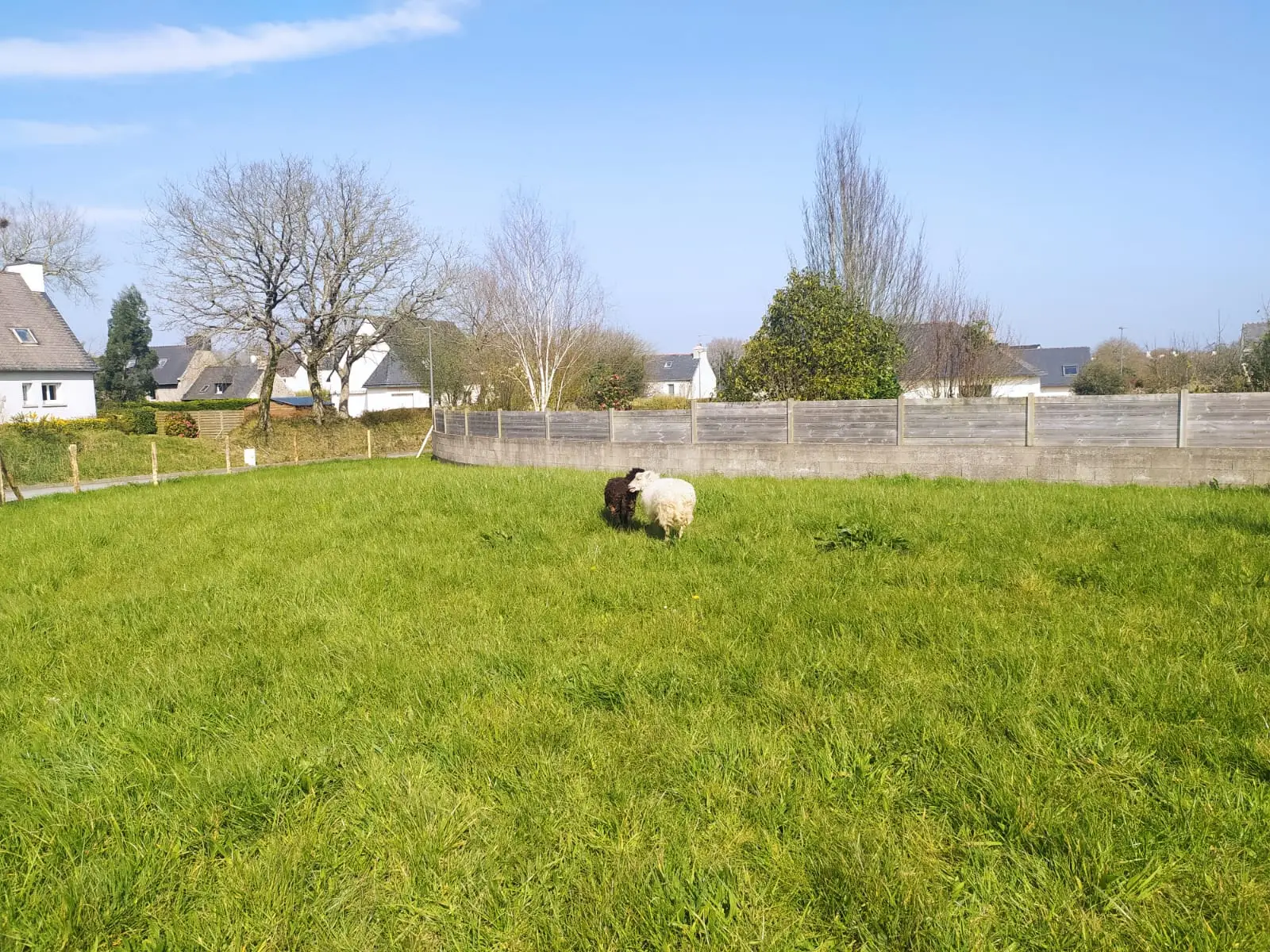 Parc à moutons - PLOUDANIEL